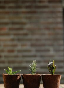 Three plants in a row showing different growths