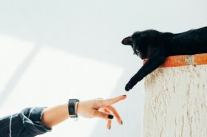 Picture of a person reaching out their hand to their cat showing that they are not alone