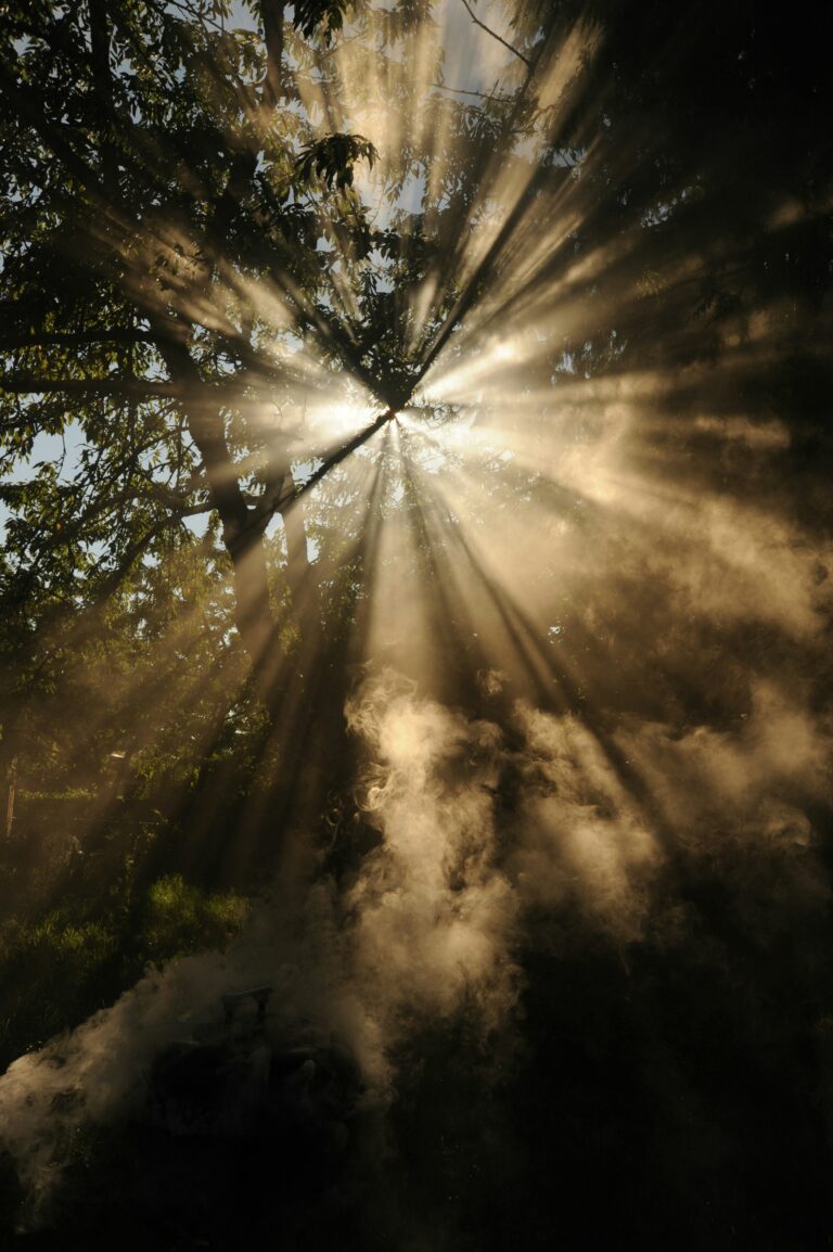 Light shining through trees, shining a light on mental health